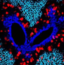 <b>我国科学家开发细胞增殖示踪新技术成功揭秘肝细胞来源难题</b>