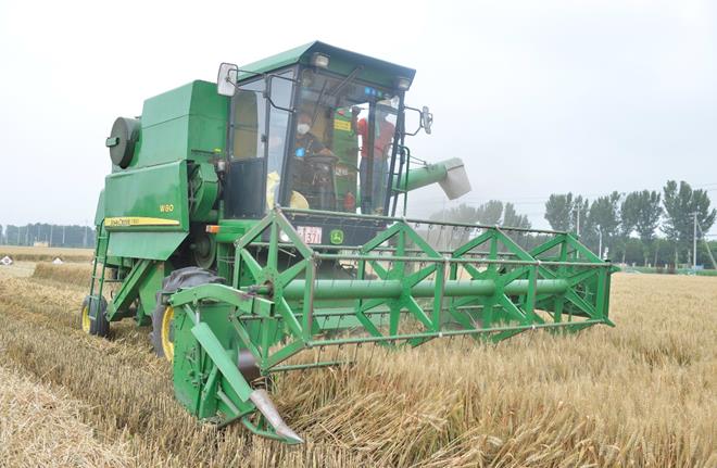 北京麦收第一村开镰预计收获70万公斤窦店优质小麦籽种