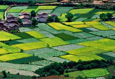 构建具有中国特色的农业社会化服务体系，意义重大