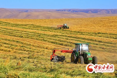 山丹县：牧草产业成群众增收致富“绿色引擎”