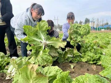 卫辉农民手拔万斤蔬菜捐给山西灾区