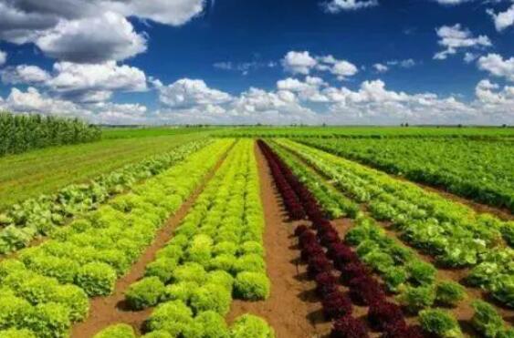 农业绿色低碳发展
