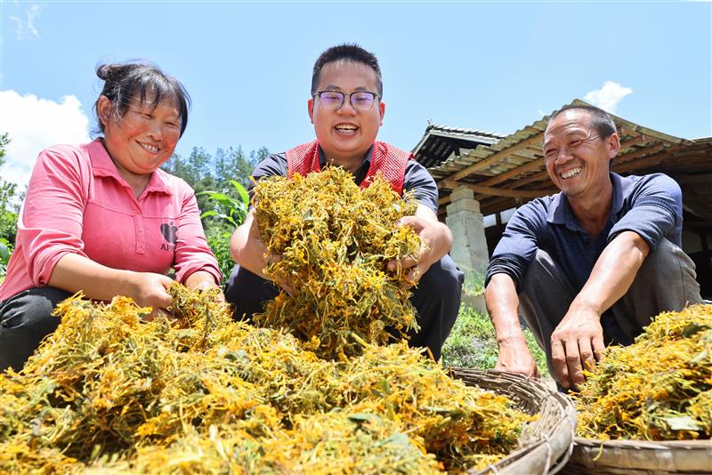 贵州新蒲：金银花产业助增收