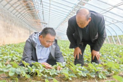 平谷东高村镇创建7个博士农场