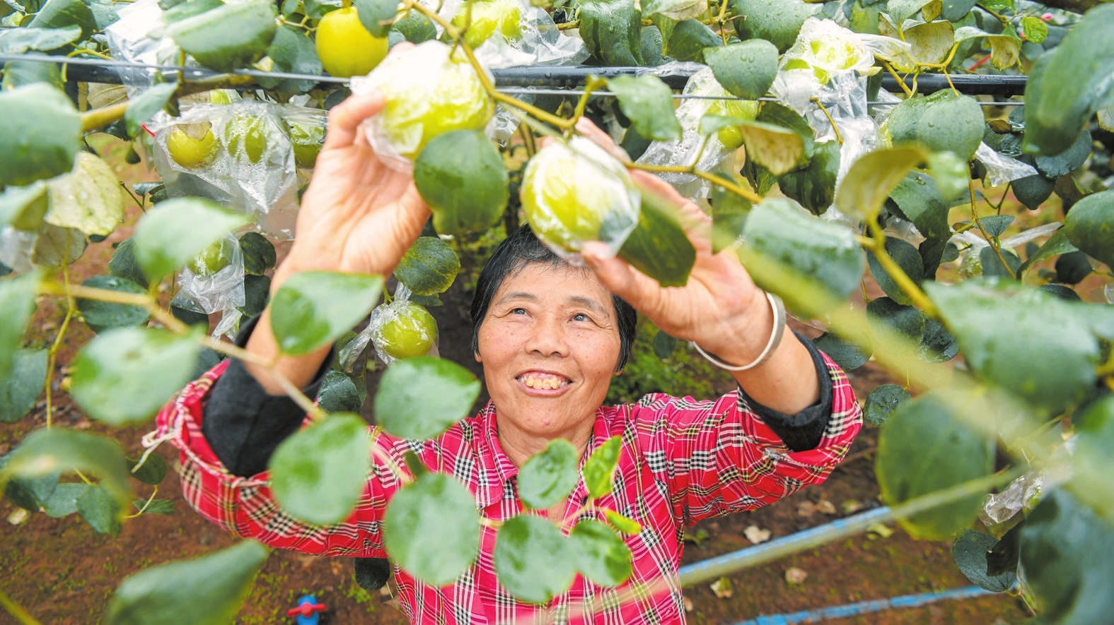 2月27日，美兰区大致坡镇永群村，果农在采摘苹果枣。记者 杨鹤 摄