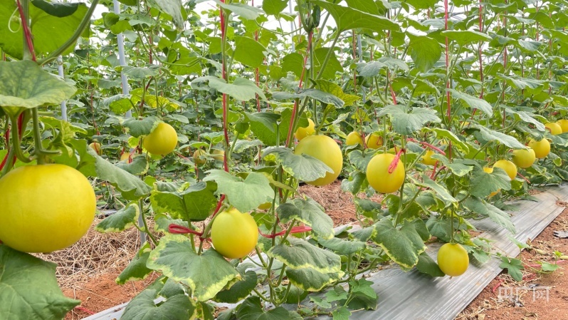 乐东种植的蜜瓜。央广网记者 付美斌 摄