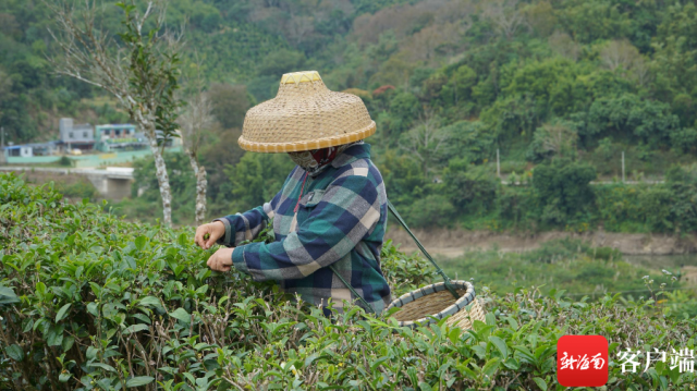 海南五指山发挥生态优势打造早春茶品牌