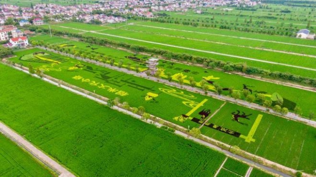 上海“新村稻米高质量发展联盟”讲好“
