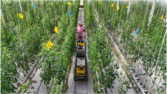 新疆昌吉：培育壮大农业新质生产力