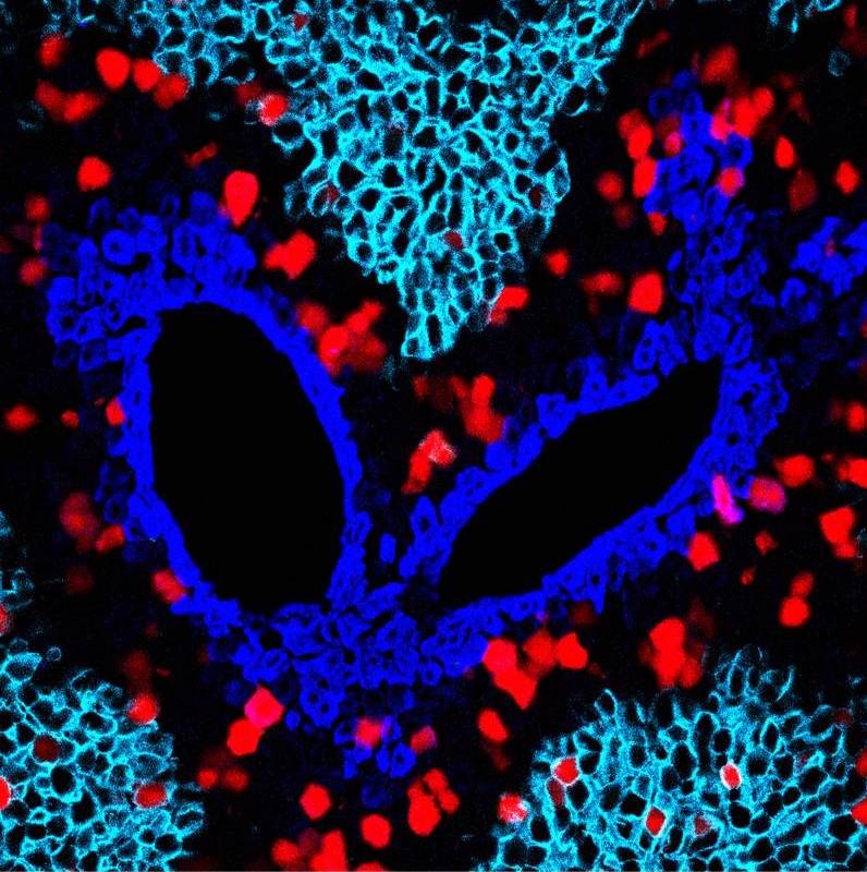 我国科学家开发细胞增殖示踪新技术成功揭秘肝细胞来源难题