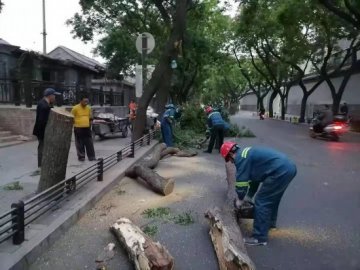 北京大风致41棵树木倒伏园林绿化部门连夜巡查处置
