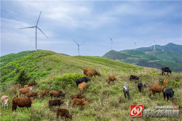 麻阳村民在生态放养黄牛