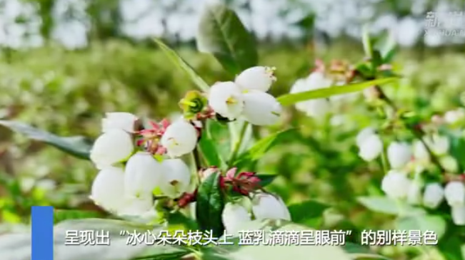 【“飞阅”中国】蓝莓花儿开 朵朵似冰心