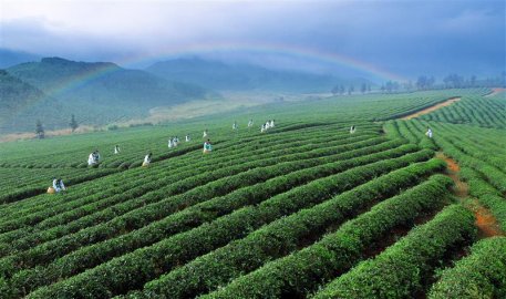 湖北赤壁市促进羊楼洞砖茶文化系统申报“全球重要农业文化遗产”