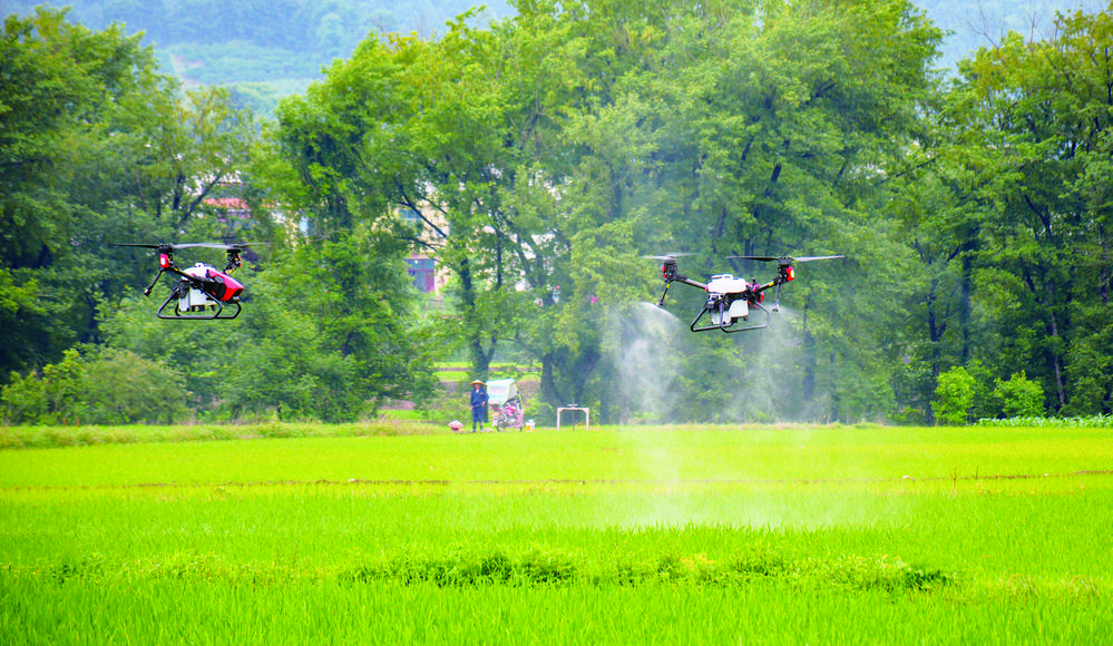 新宁县崀山镇窑市村，种粮大户周良刚的两台无人植保机正在田间忙着喷施农药