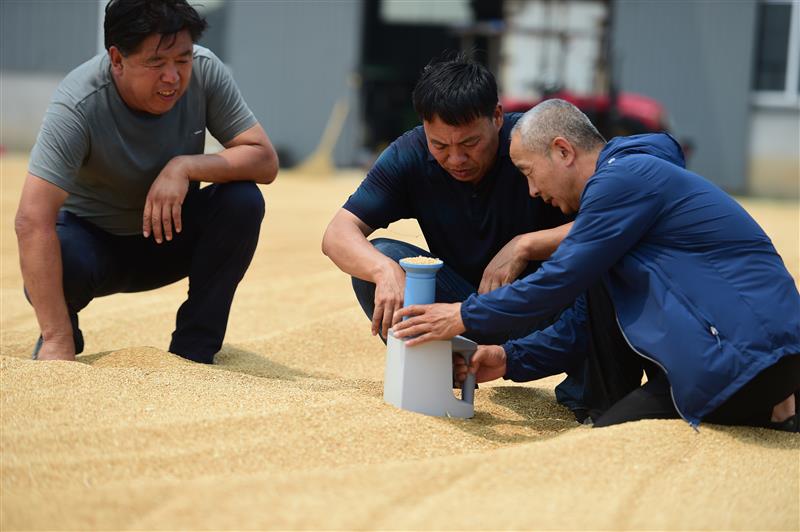 旱碱麦增产“步步高” 盐碱地变身大粮仓