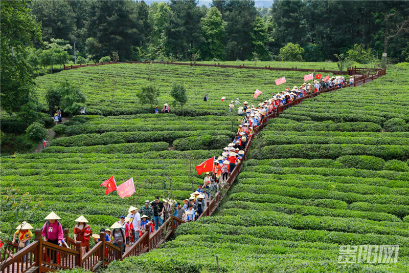 贵阳：每年带动近14万农民增收！三篇“茶叶文章”构筑绿色财富传奇