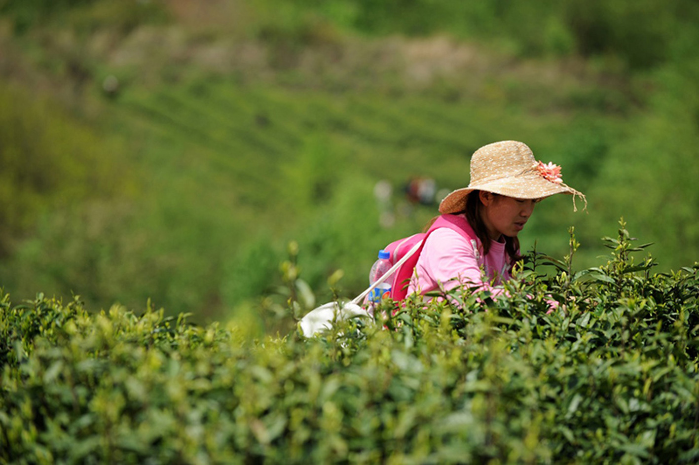 贵阳：每年带动近14万农民增收！三篇“茶叶文章”构筑绿色财富传奇