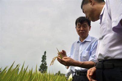 双季早粳稻实现“零的突破”，可提前三个月吃上优质新米