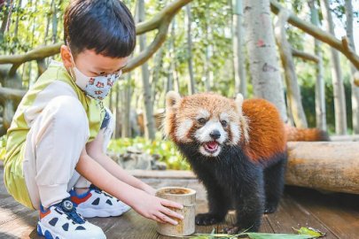 北京野生动物园新添打卡胜地东北虎和小熊猫展区开放