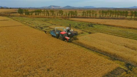 科右中旗杜尔基镇五万亩水稻喜获丰收进入集中收割期