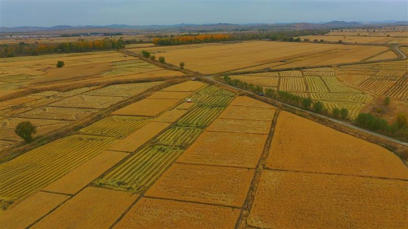 科右中旗杜尔基镇五万亩水稻喜获丰收进入集中收割期