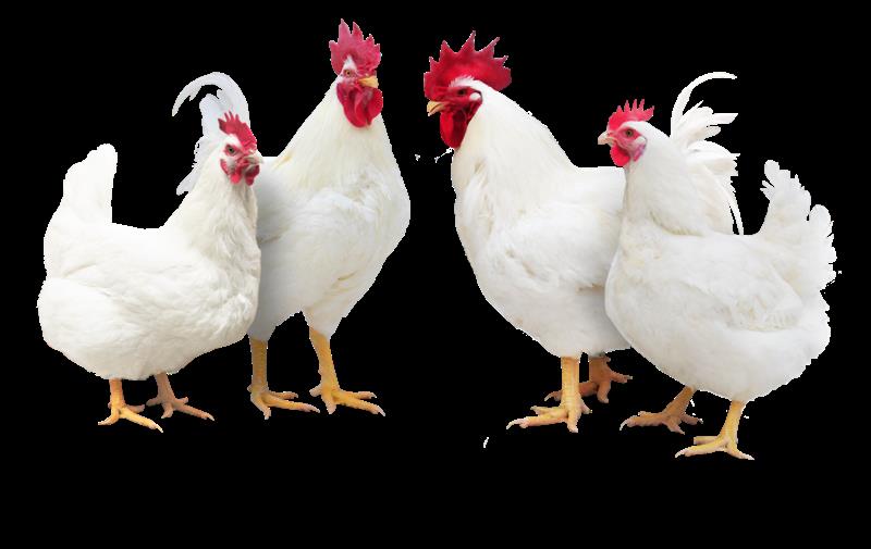 零的突破！“广明2号”白羽肉鸡新品种通过国家审定