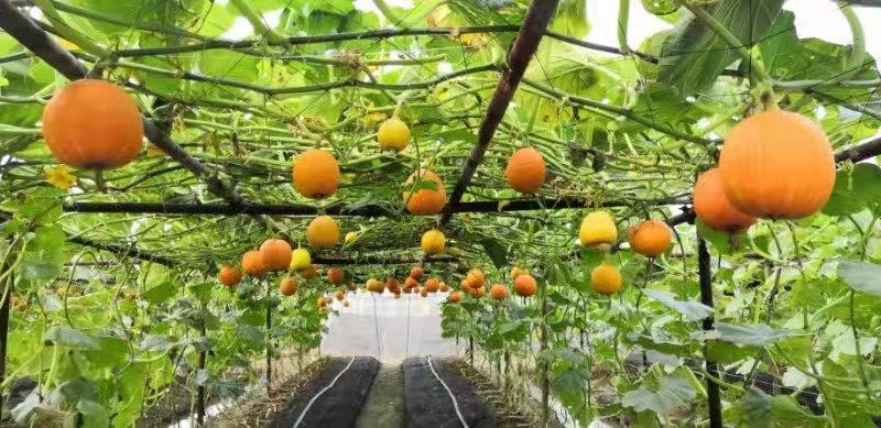 第二十二届广州蔬菜新品种展示推广会暨中国番茄种业联盟大会开幕