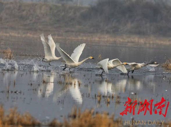 云溪区白泥湖：候鸟数量剧增，生物多样性持续恢复