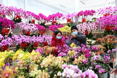 2022北京迎春年宵花展“靓”相中小型家庭园艺受市民青睐