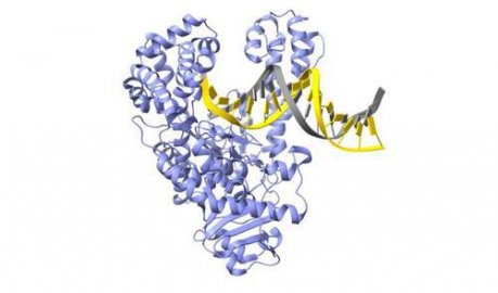 迈向个性化精准医疗的一大飞跃：特种酶复制DNA新细节揭示