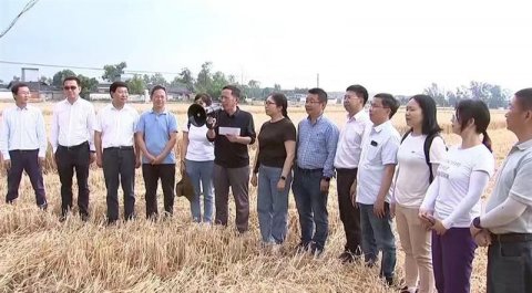 四川广汉晚播小麦实收测产 亩产突破600公斤