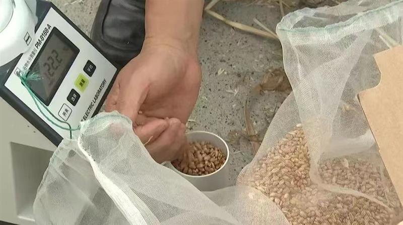四川广汉晚播小麦实收测产 亩产突破600公斤