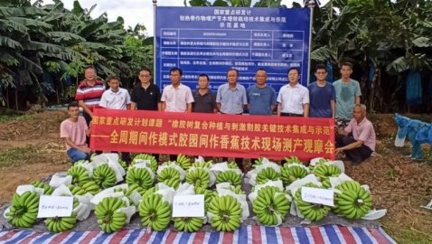 中国热科院：橡胶园全周期间作香蕉成效喜人