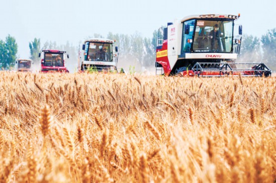 北京市27万亩小麦开镰 收获面积比去年增长近四成