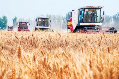 北京市27万亩小麦开镰 收获面积比去年增