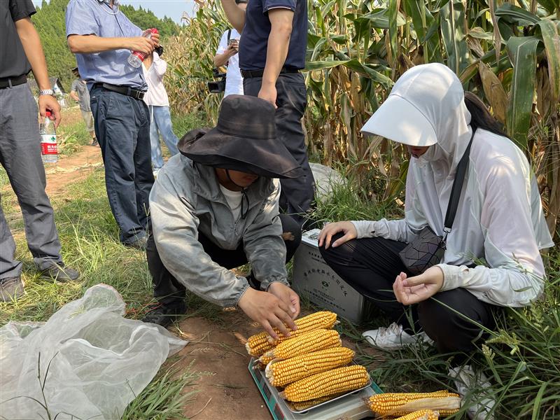  四川大豆玉米带状复合种植测产结果亮眼