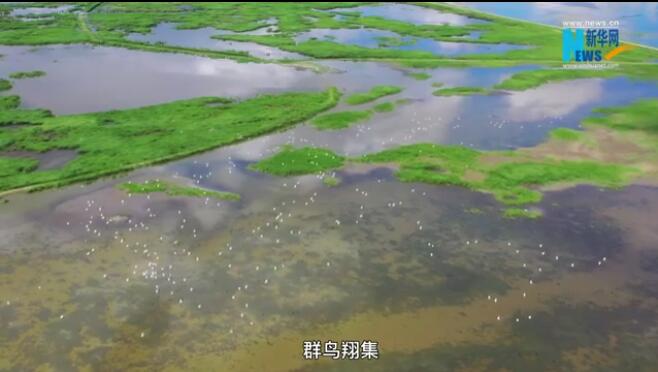 【“飞阅”中国】湿地“精灵”舞翩跹
