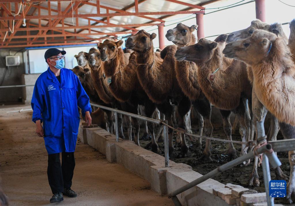 内蒙古苏尼特右旗：骆驼产业助力牧民增