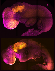 干细胞来源的合成小鼠胚胎生成，包括清晰脑区域、神经管以及搏动的心脏样结
