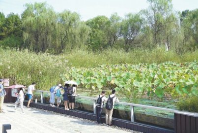北京湿地日走过10年 全市湿地面积达6.2