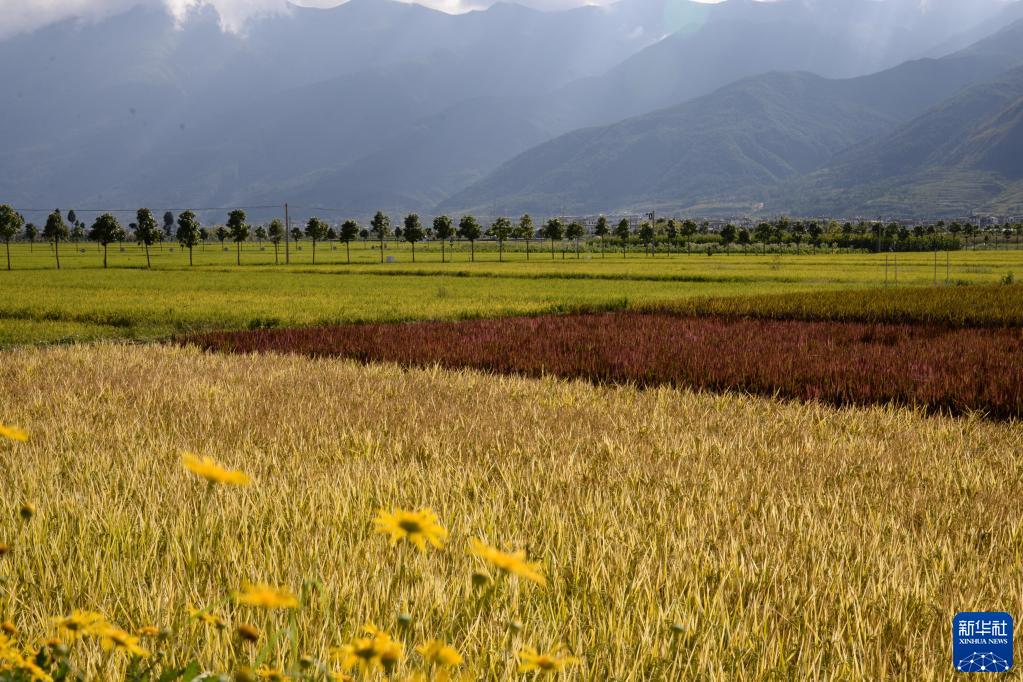 云南大理：洱海畔万亩稻田迎丰收