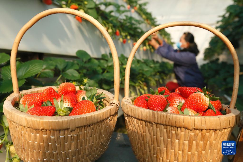 山东即墨：“立体草莓”迎丰收