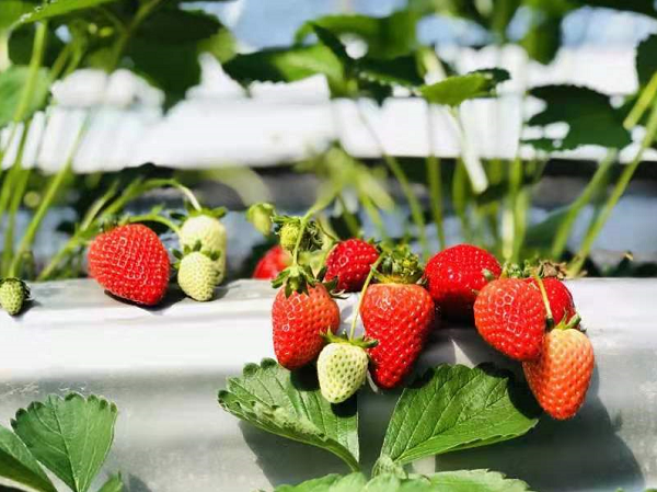 南京市溧水草莓节将于2月中旬开幕