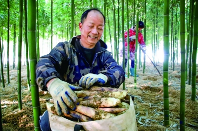 江苏南京：生态春笋采挖忙 “绿色增收”正当时