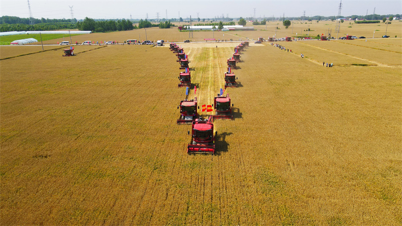 2023年6月6日，多台大型小麦联合收割机在魏县东张岗村麦田展开作业。河北日报记者赵永辉摄（资料片）