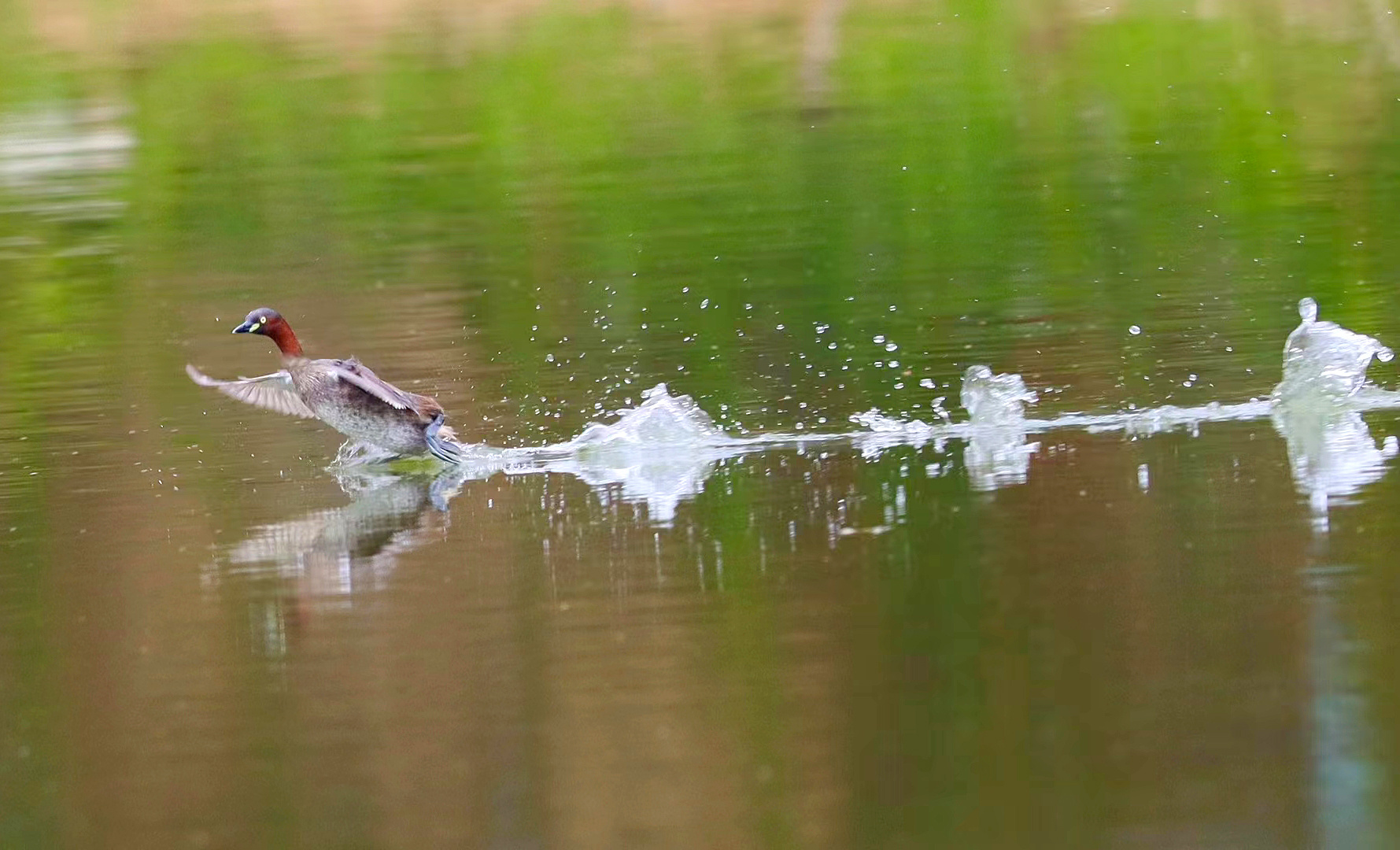 鸟儿在湖面纵情戏水。（摄影：张赐强）
