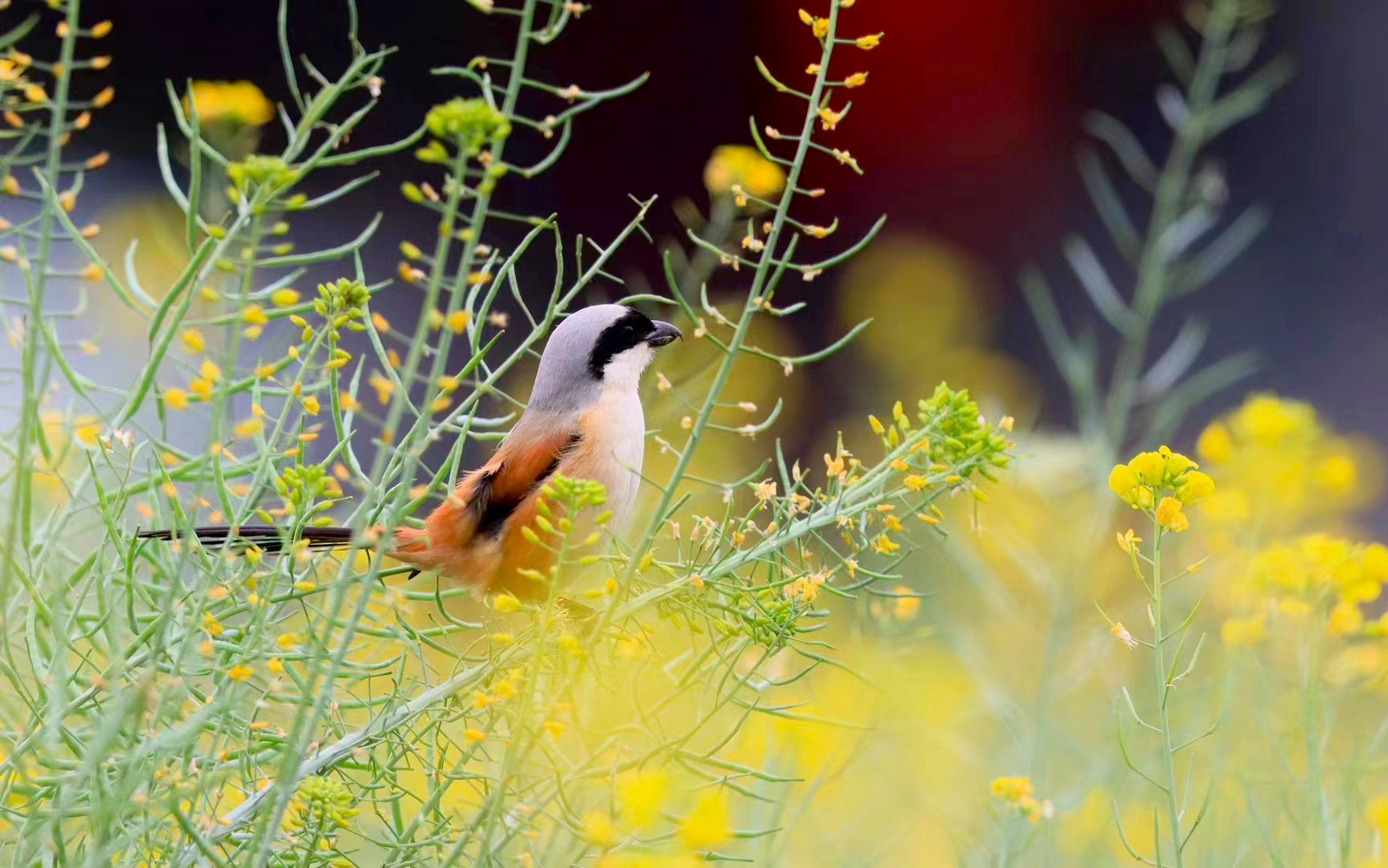 阳春三月，在东莞市横沥镇月塘湖周边湿地，越来越多的鸟儿到此栖息觅食，形成一幅美丽的自然生态画卷，为春日增添了生机。（摄影：张赐强）