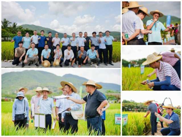 2024年海南南繁水稻新品种展示观摩会在三亚成功举办