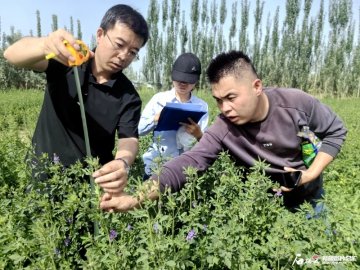 新疆“优质牧草高效生产与加工关键技术